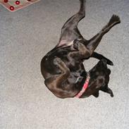 Bullmastiff Primadonna