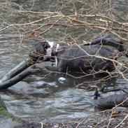 Amerikansk staffordshire terrier akia R.I.P