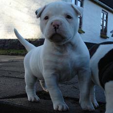 Amerikansk bulldog Sharp