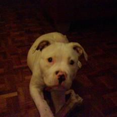 Amerikansk bulldog Sharp