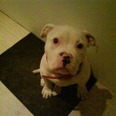 Amerikansk bulldog Sharp