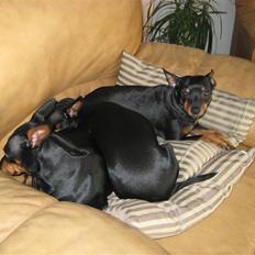 Dvaergpinscher Jane