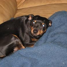 Dvaergpinscher Jane