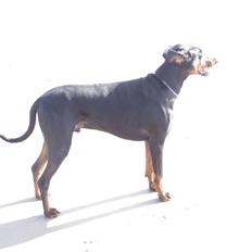 Dobermann Mikkel