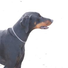 Dobermann Mikkel