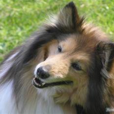 Shetland sheepdog mikkel (DØD)