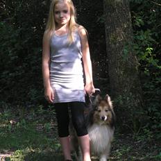 Shetland sheepdog mikkel (DØD)