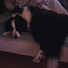 Blanding af racer Silas