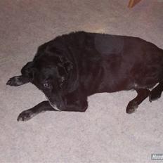 Blanding af racer Blackie R.I.P