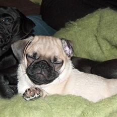 Mops Carla og nu også Manse