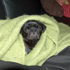 Mops Carla og nu også Manse