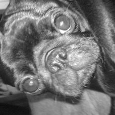 Mops Carla og nu også Manse