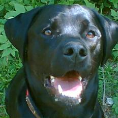 Labrador retriever Freja