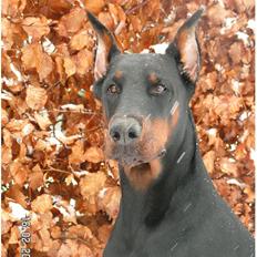 Dobermann iza