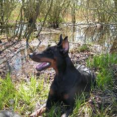 Dobermann iza