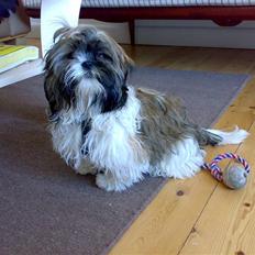 Shih tzu Nala - R.I.P.