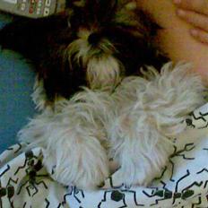 Shih tzu Nala - R.I.P.