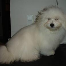 Coton de tulear Freja
