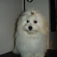 Coton de tulear Freja