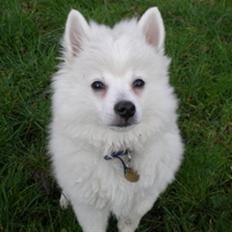 Volpino italiano Sofus (San Giovanni)