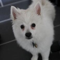 Volpino italiano Sofus (San Giovanni)