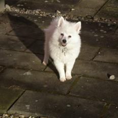 Volpino italiano Sofus (San Giovanni)