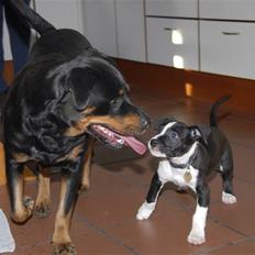 Amerikansk staffordshire terrier Kuno