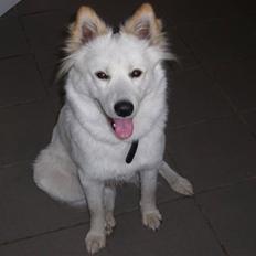 Blanding af racer Milo