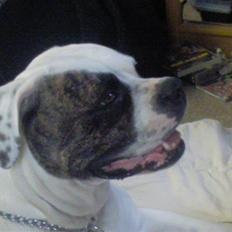 Amerikansk bulldog Winnie