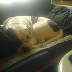 Amerikansk bulldog Winnie