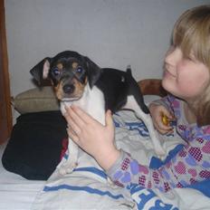 Dansk svensk gaardhund Hanna