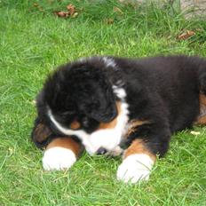 Berner sennenhund Frida R.I.P.