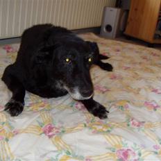 Blanding af racer Blackie R.I.P