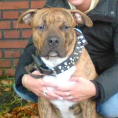 Amerikansk staffordshire terrier Rocco (min tidligere hund