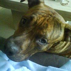 Amerikansk staffordshire terrier Rocco (min tidligere hund