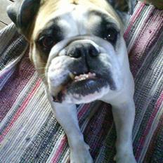 Engelsk bulldog INZO