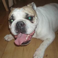 Engelsk bulldog INZO