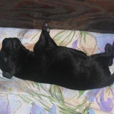 Labrador retriever Aqita