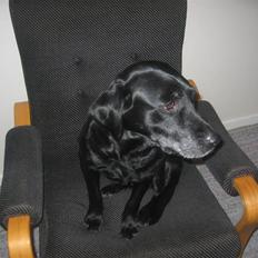 Labrador retriever Aqita