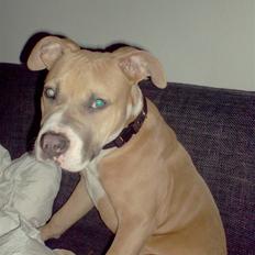 Amerikansk staffordshire terrier Milo