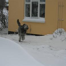 Storpuddel max