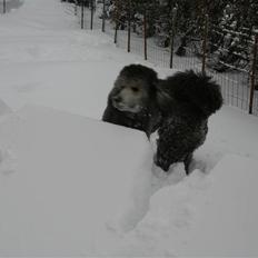 Storpuddel max