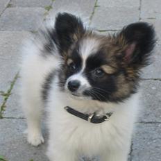 Papillon Hamann´s Zorro