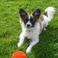 Papillon Hamann´s Zorro