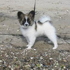 Papillon Hamann´s Zorro