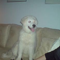 Kuvasz Smilla R.I.P