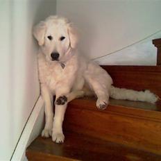 Kuvasz Smilla R.I.P