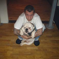 Engelsk bulldog Nuggi