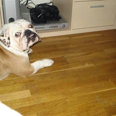 Engelsk bulldog Nuggi