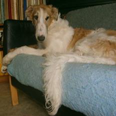 Borzoi Lhaghana Koztya